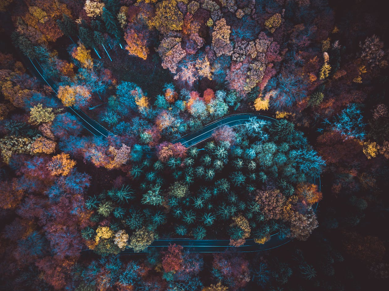 Highway road through forest canopy