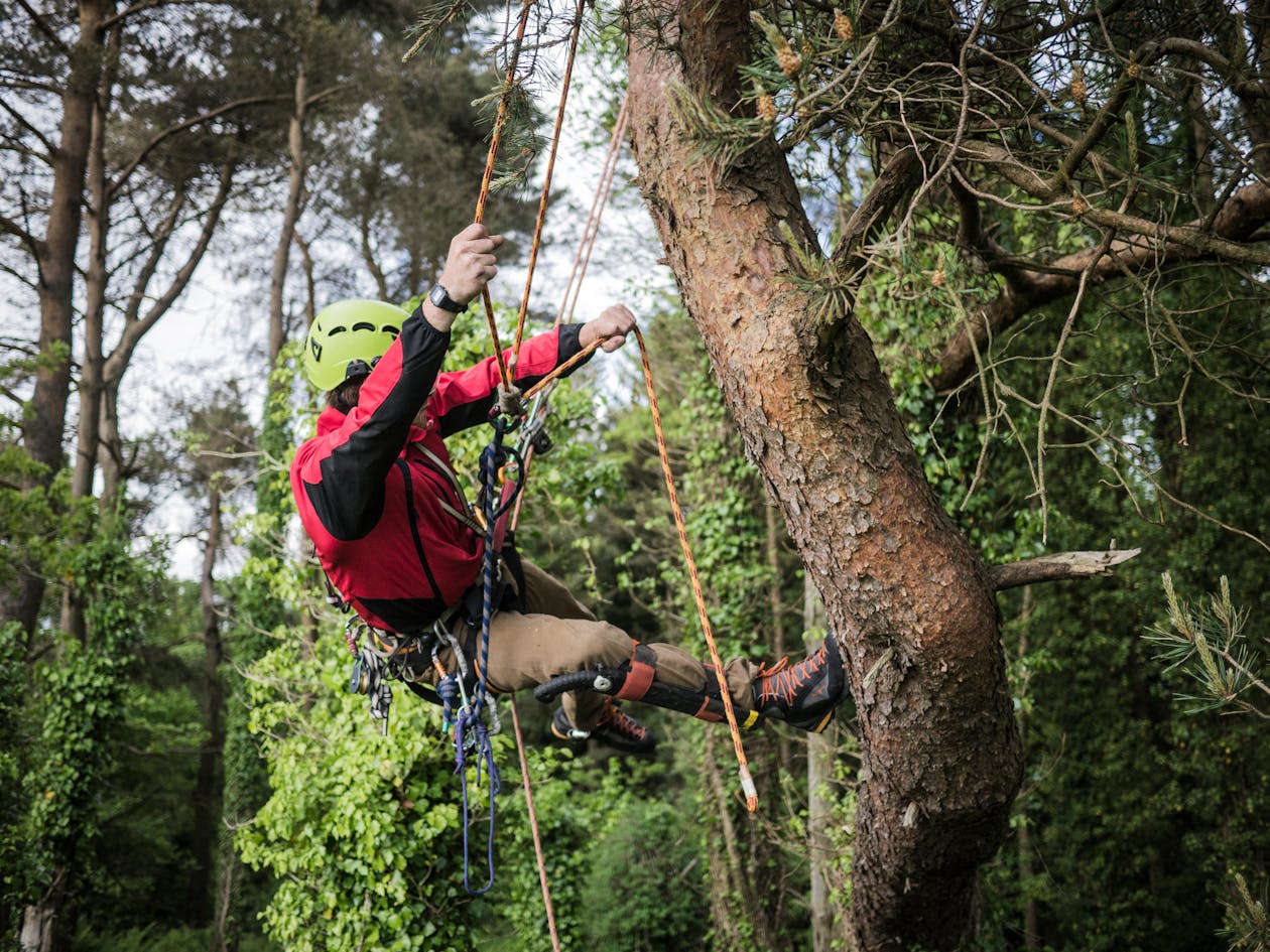 Professional Tree Inspection